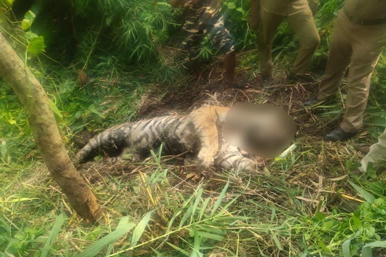 Suspicious deaths of two tigers in pollachi forest