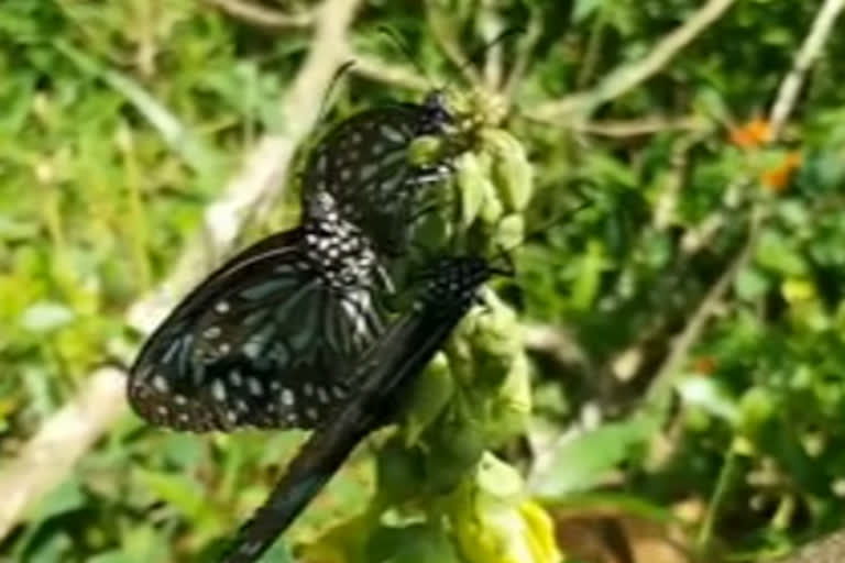 Migratory butterflies return from Wayanad