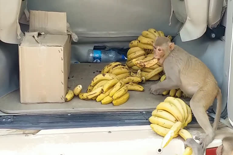 morena-police-feeding-food-to-monkeys