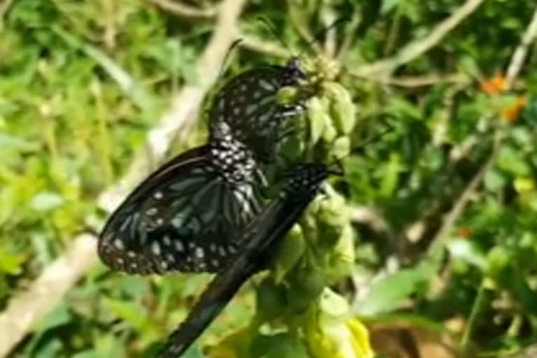 migratory-butterflies-return-from-wayanad