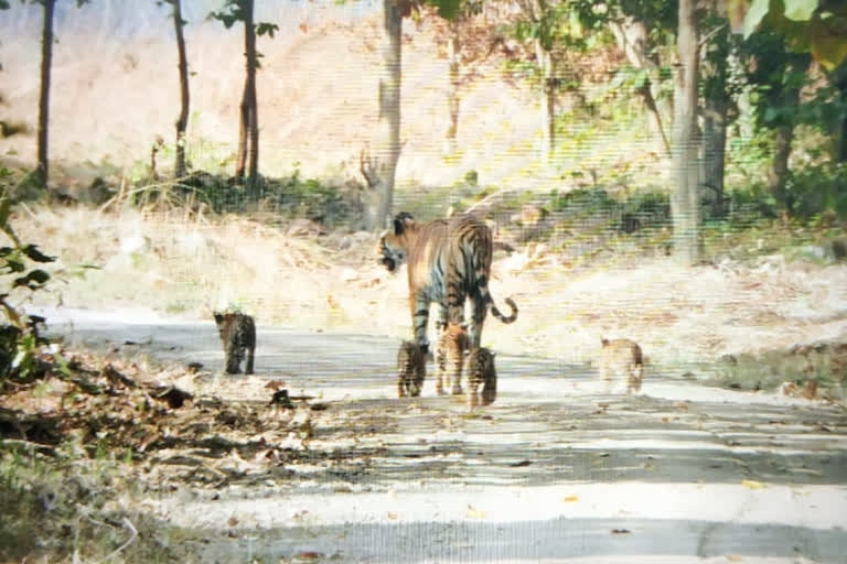 दुधवा नेशनल पार्क के जंगल में लगी आग.