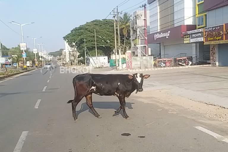 ಕರುವಿನ ರೋಧನೆ