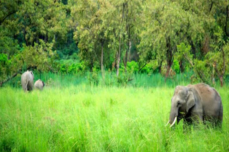 corbett national park