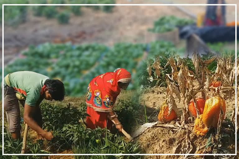 effect-of-lockdown-an-acre-of-land-in-capsicum-farmer-in-mayurbhanj