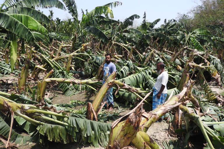 ধুমুহাত সৰ্বস্বান্ত কল আৰু মাকৈ খেতিয়ক