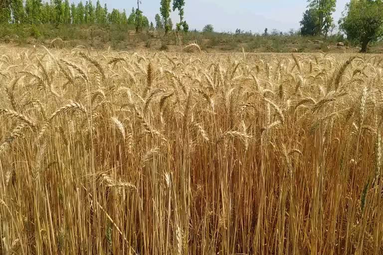 Workers are not getting to harvest wheat in latehar