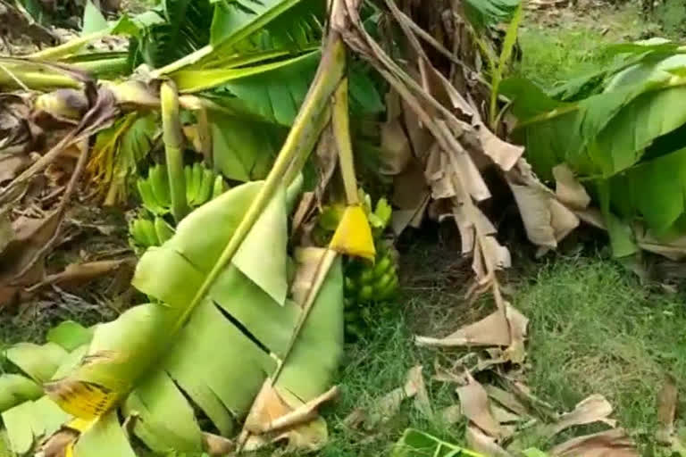 banyan farmer loses severely due to sudden rains in nellore district