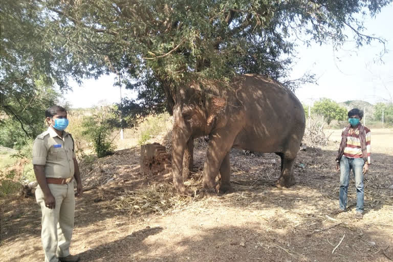 elephants are kept in isolation