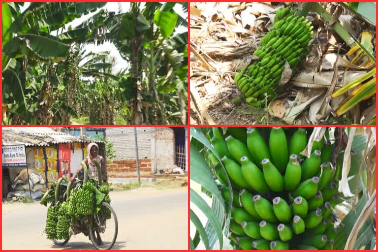 Corona destroyed banana cultivation