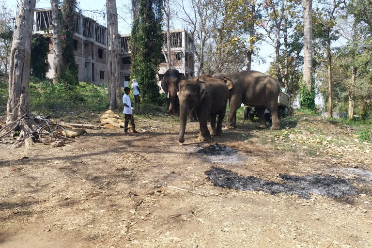 Special care is being taken of pet elephants in Betla