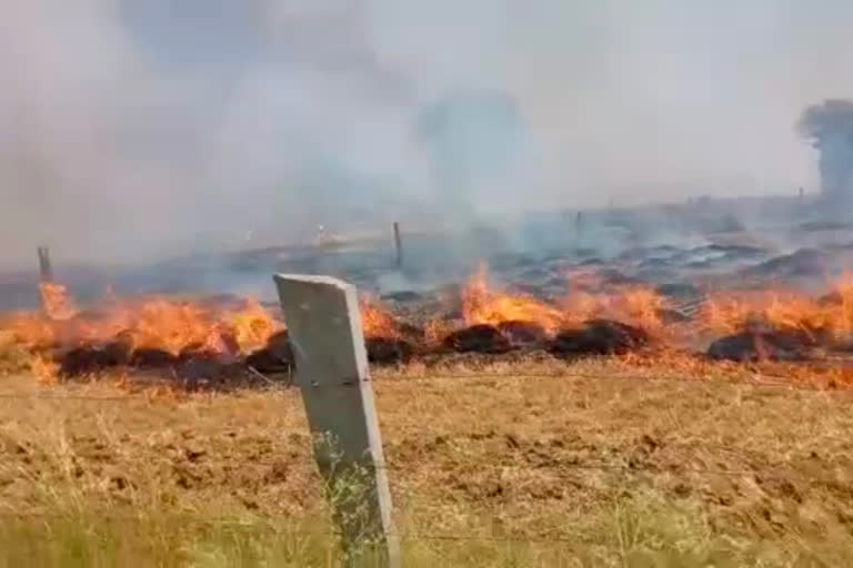 Fire in wheat crop, गेंहू की फसल में लगी आग