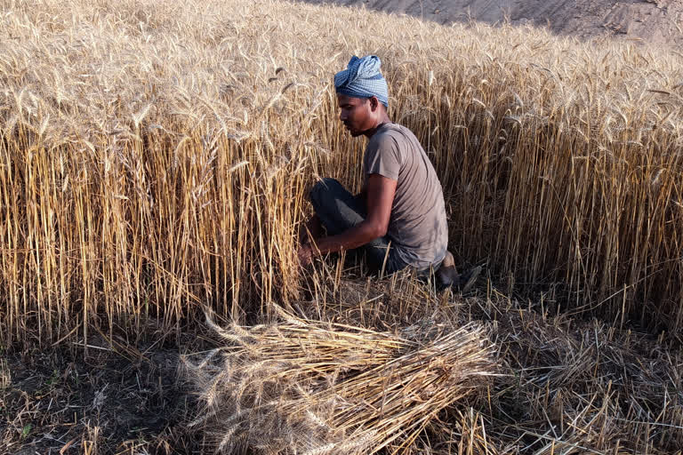 farmers not getting labourers for harvesting crop due to lockdown