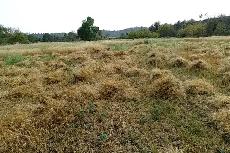 jabalpur-collector-arranged-for-harvester-for-harvesting-crops