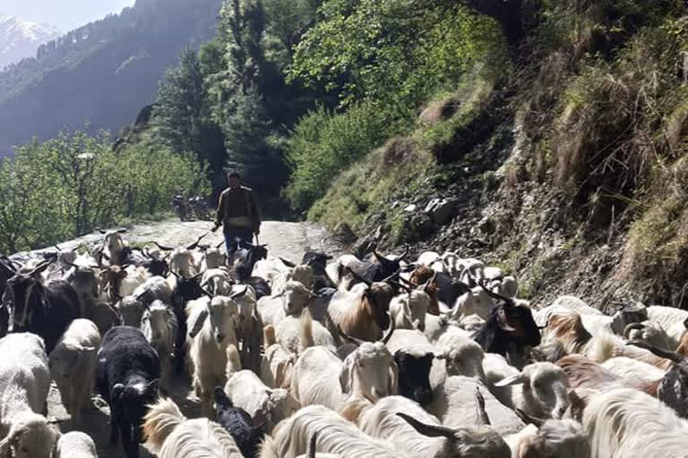 Migrant shepherd facing problem