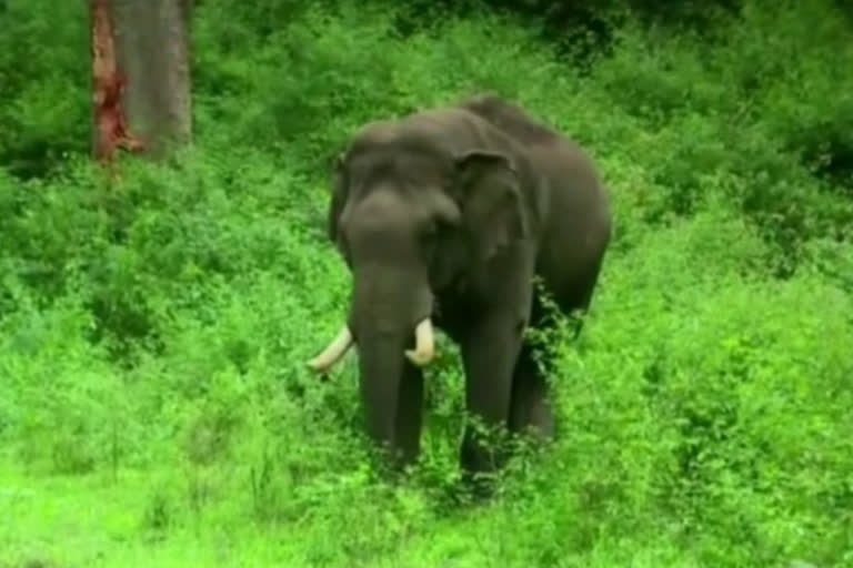 Elephant attack in Chamarajanagar