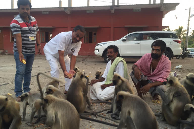 Legislator Paranna Munavalli  fed Anjanadri hill monkeys ...!