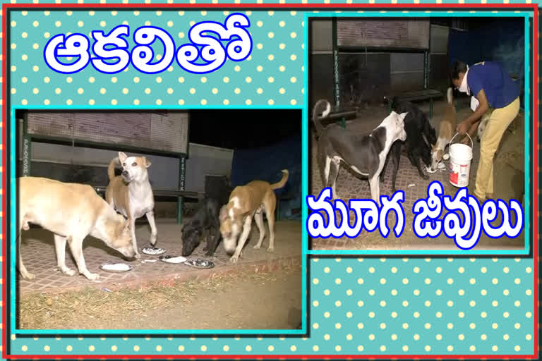 animal lovers help for animals