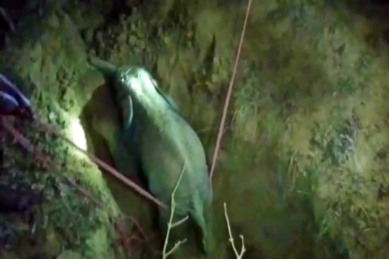 a baby elephant fell down on a well in golaghat