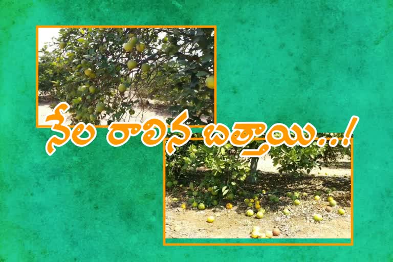 orange farmers problems in nalgonda