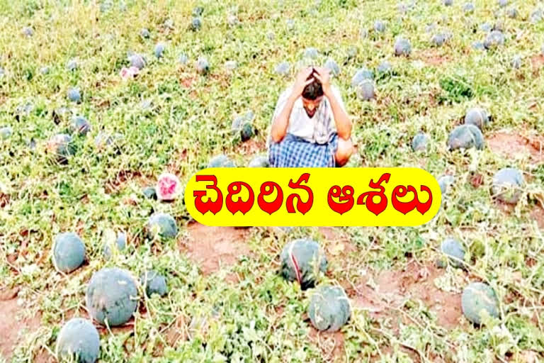 Snowflakes crop loss in a thousand acres in warangal