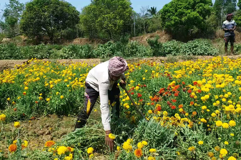 Lockdown Effect: A farmer destroys his crops for not having market