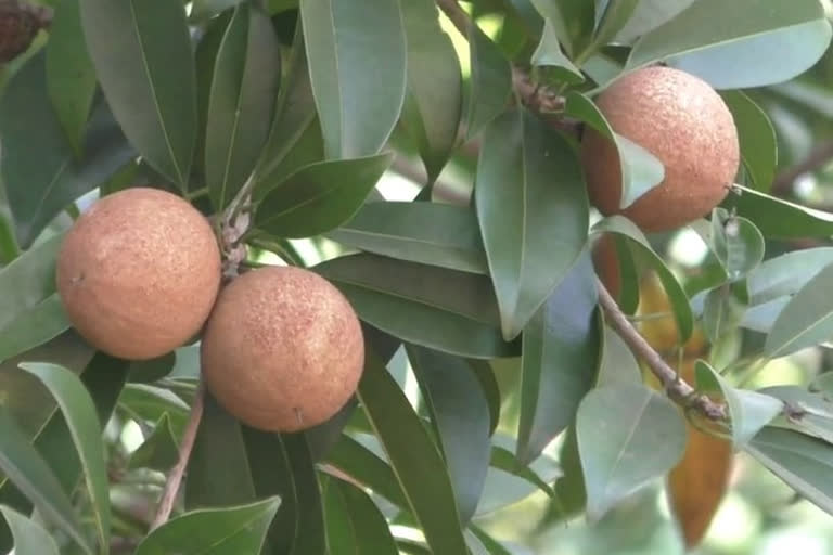 Lockdown causes severe damage to chic and mango crops,  Due to lack of labor, there is a problem with harvesting crops