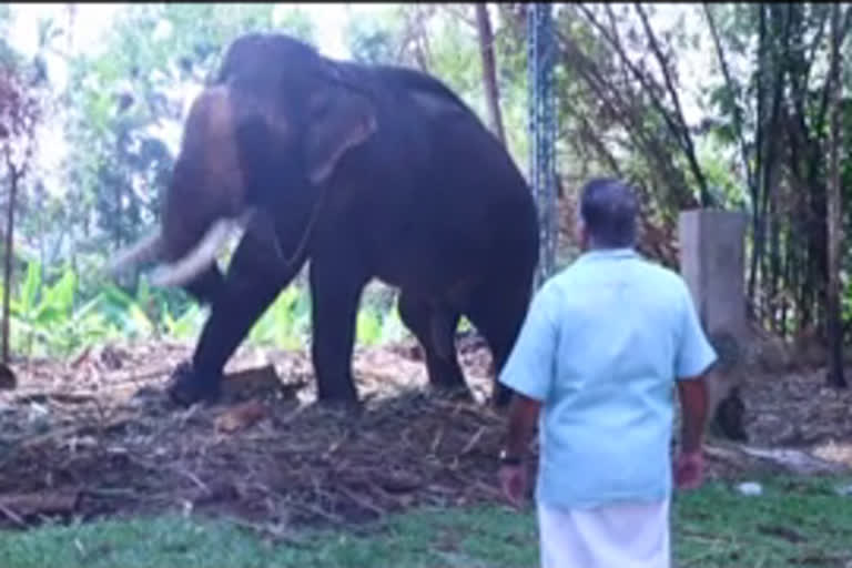 പനമ്പട്ട  പെരുമ്പാവൂർ  ആനകൾ  റയോൺസ് പറമ്പ്  എറണാകുളം  ഭക്ഷണം  ഭരണകൂടം