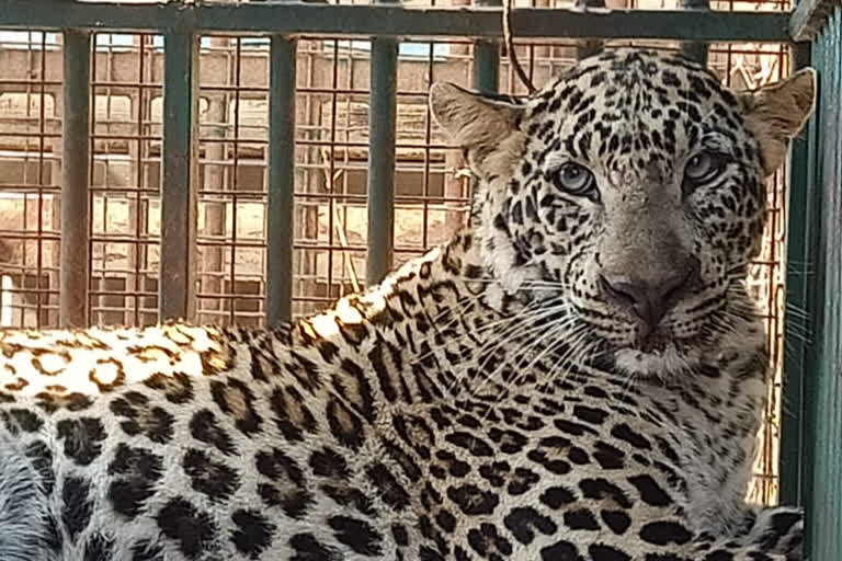 leopard fell to the cage in Mysore