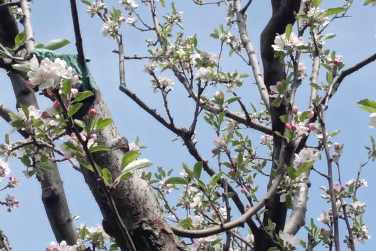 flowering process started on apple plants