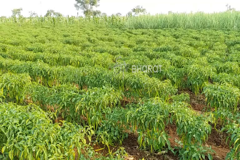 Belagavi farmers facing difficulties due to corona