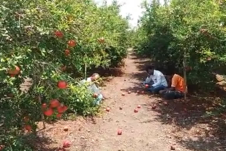 फळबागांचे झाले नुकसान