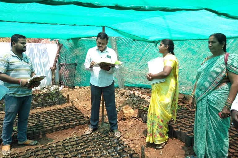 Khammam ZP CEO examining nurseries in yellandu