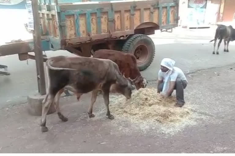 Youth feeding cattle