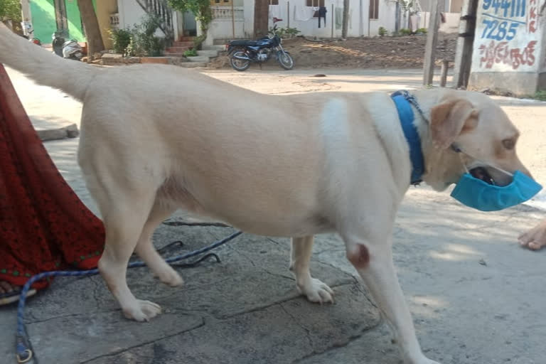 dog wearing mask