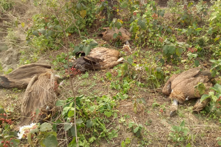 13 Vulture dead, sick 3