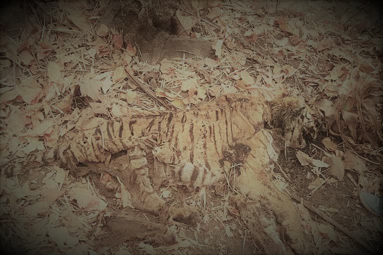 Tiger body found in Burhanpur