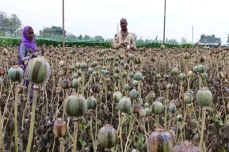 farmers-upset-due-to-non-purchase-of-opium-in-mandsaur