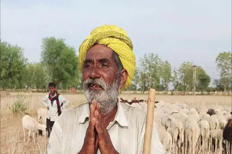 Shepherds from Rajasthan are not allowed to enter in charkhi dadri district of haryana