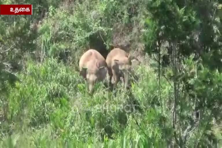 ஊரடங்கில் தொடரும் யானைகள் அட்டகாசம்: பொதுமக்கள் அச்சம்!