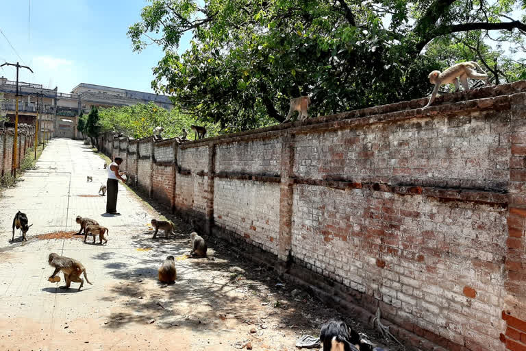 Local youth giving food to monkeys in giridih