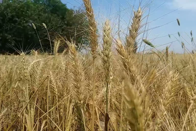 kurukshetra farmers