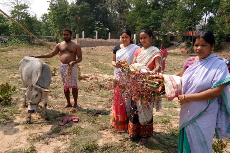 গৰু বিহু উদযাপন