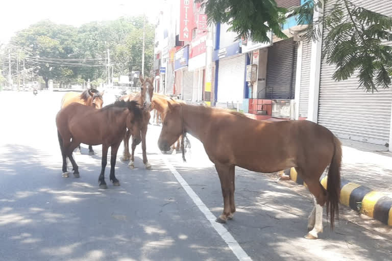 No Food For Horse In Mysore