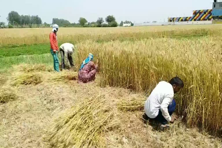 farmers of rohtak using dangwara pratha for harvesting crops