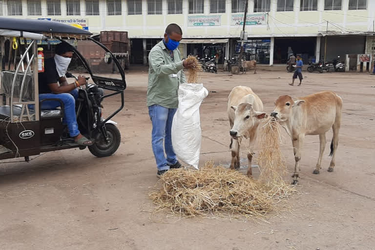 young volunteers of balod are feeding animal