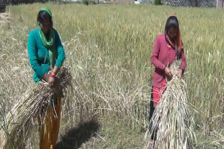 किसानों ने शुरू की फसल कटाई