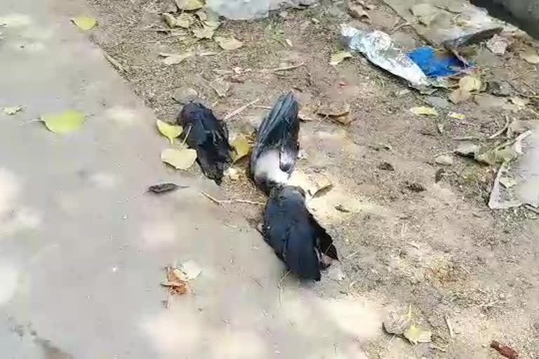 crow died in kadapa