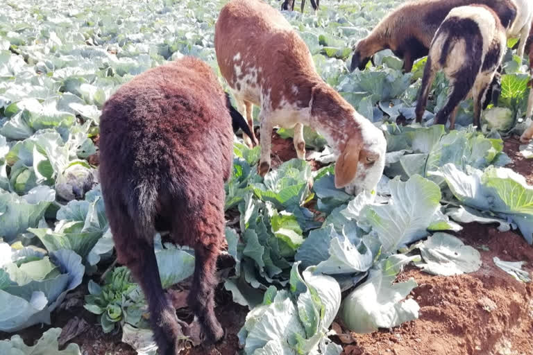 Farmer left to graze on crops without a market system!