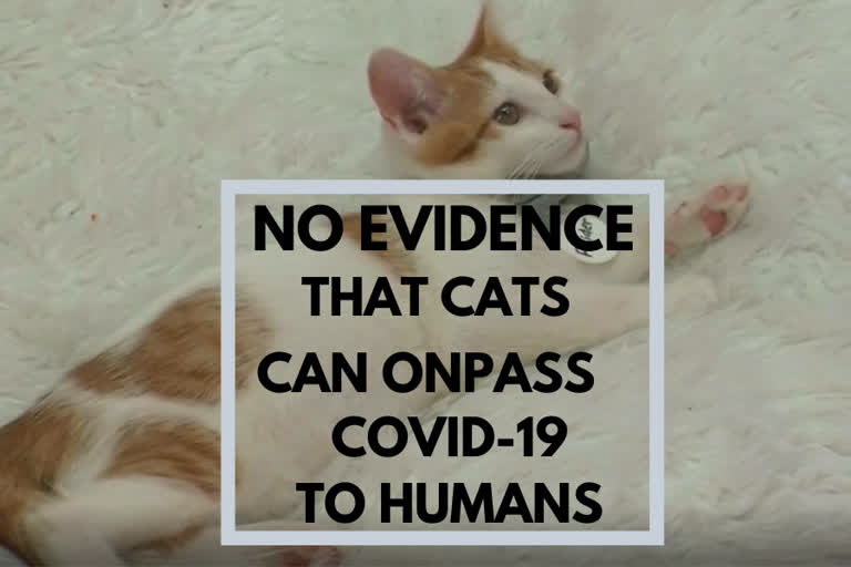 No evidence that cats can onpass COVID-19 to humans says UK vet