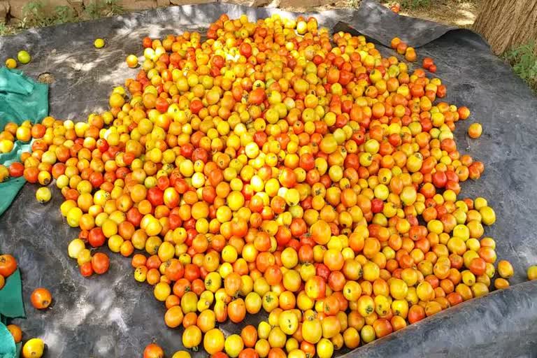 effect of lockdown on tomato farmers of nuh